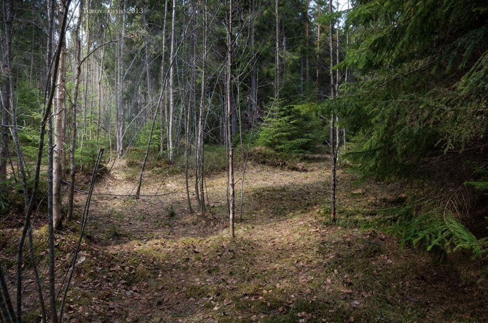 Весенний лес