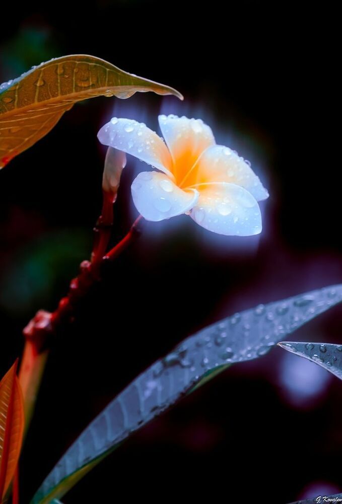 After rain...