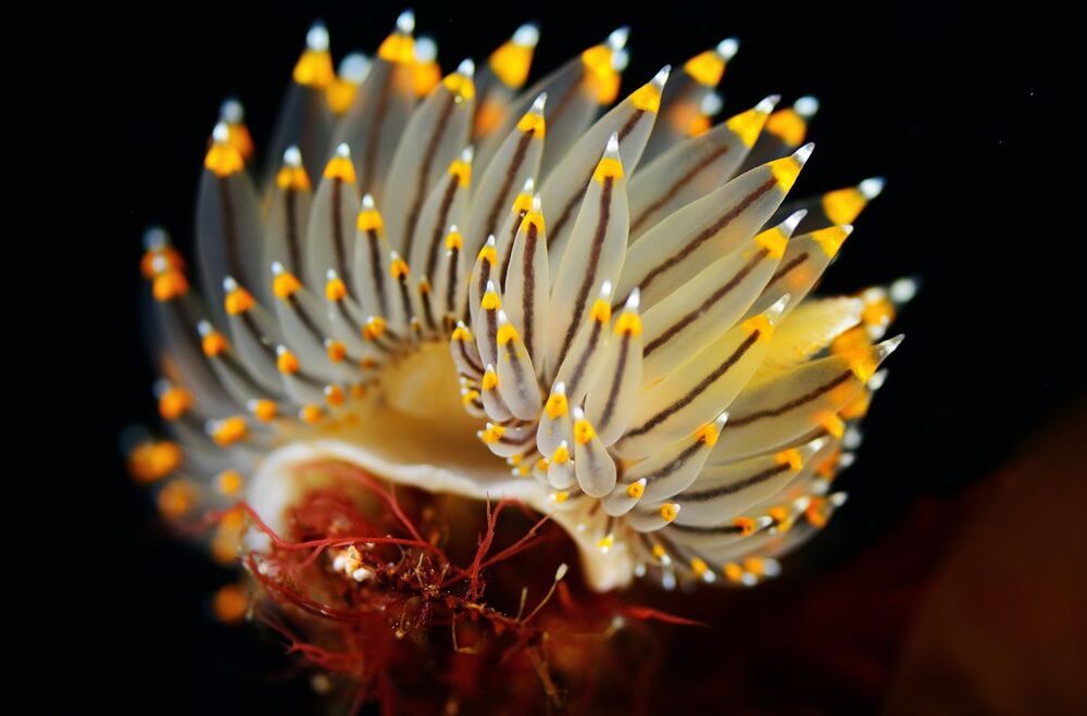 Japan sea. Rudnaya Bay. Nudy Janolis Fuscus.