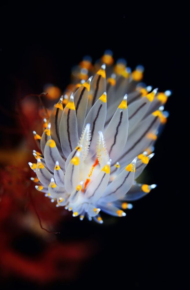 Japan sea. Rudnaya Bay. Nudy Janolis Fuscus.