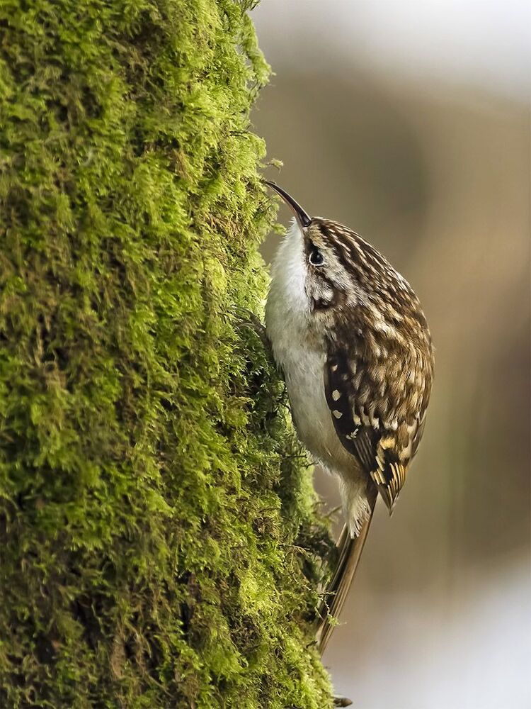 Обыкновенная пищуха (Certhia familiaris) -  Forest Creeper