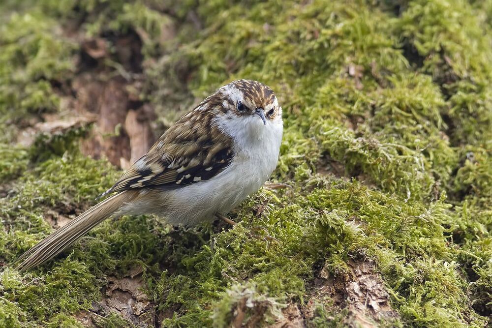 Обыкновенная пищуха (Certhia familiaris) -  Forest Creeper