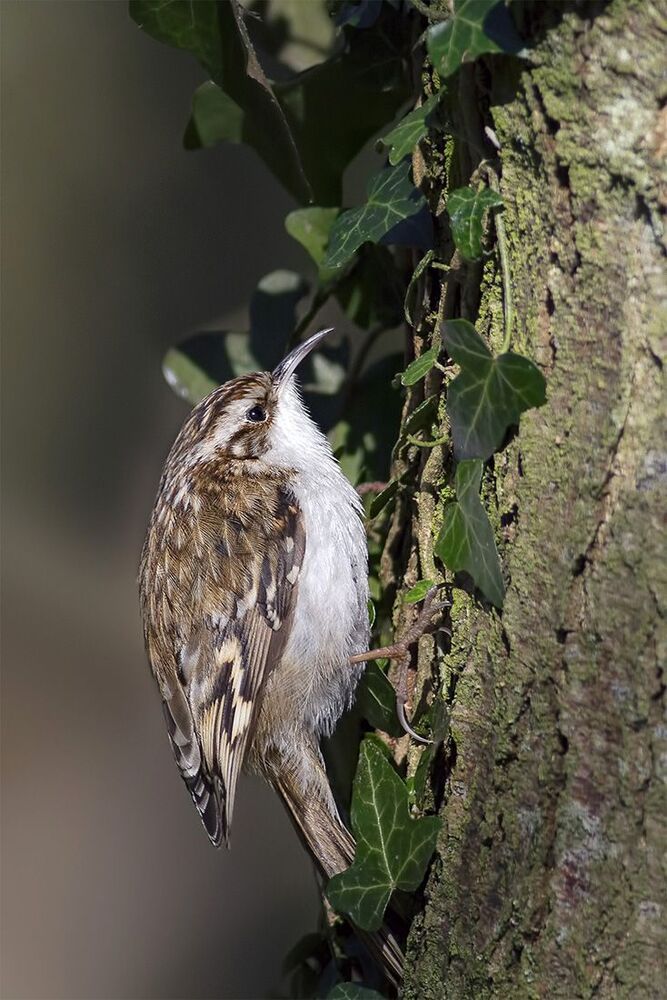Обыкновенная пищуха (Certhia familiaris) -  Forest Creeper