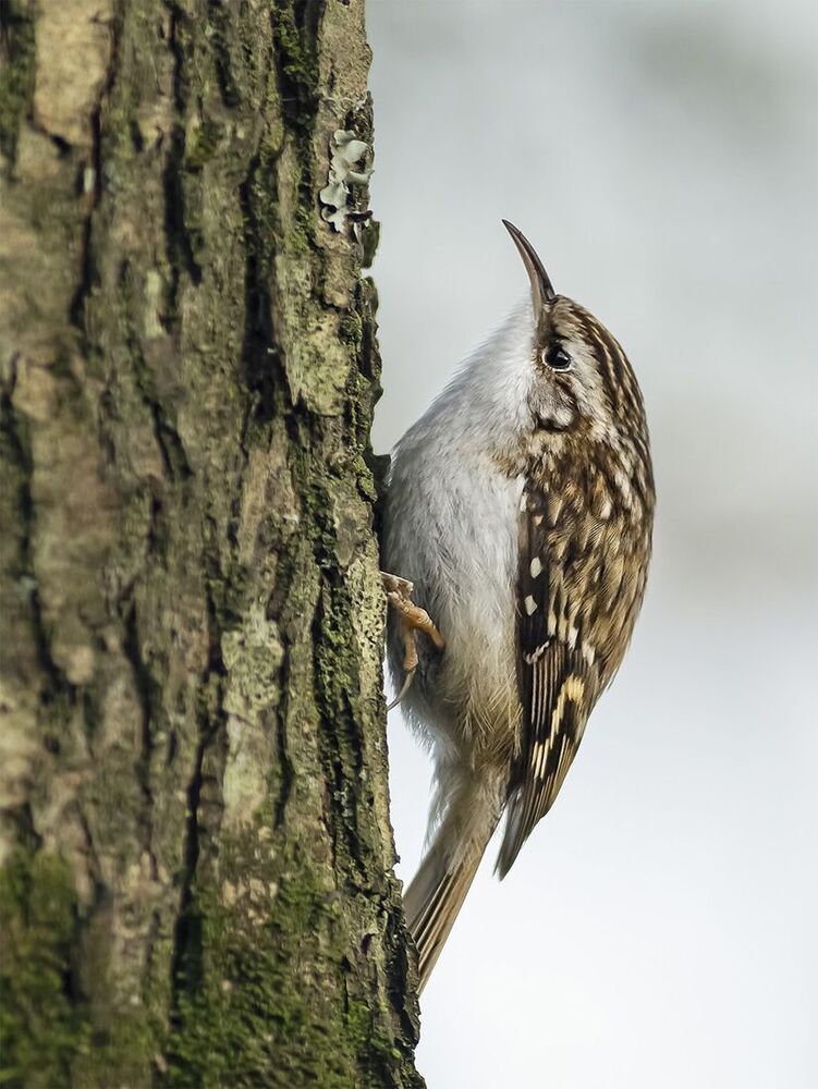 Обыкновенная пищуха (Certhia familiaris) -  Forest Creeper