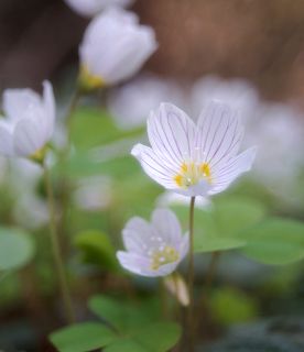 Nikon 1j1 + Wollensak Cine Raptar 25/2.5