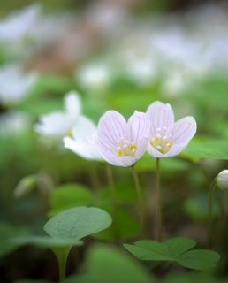 Nikon 1j1 + Wollensak Cine Raptar 25/2.5