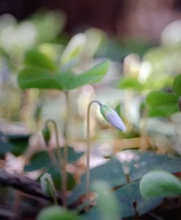 Nikon 1j1 + Wollensak Cine Raptar 25/2.5