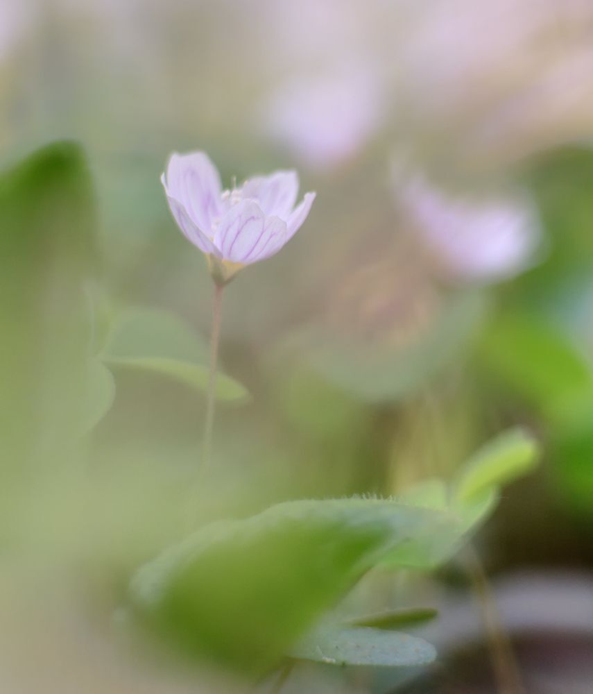 Nikon D700+Meyer Optik Orestor 135/2.5