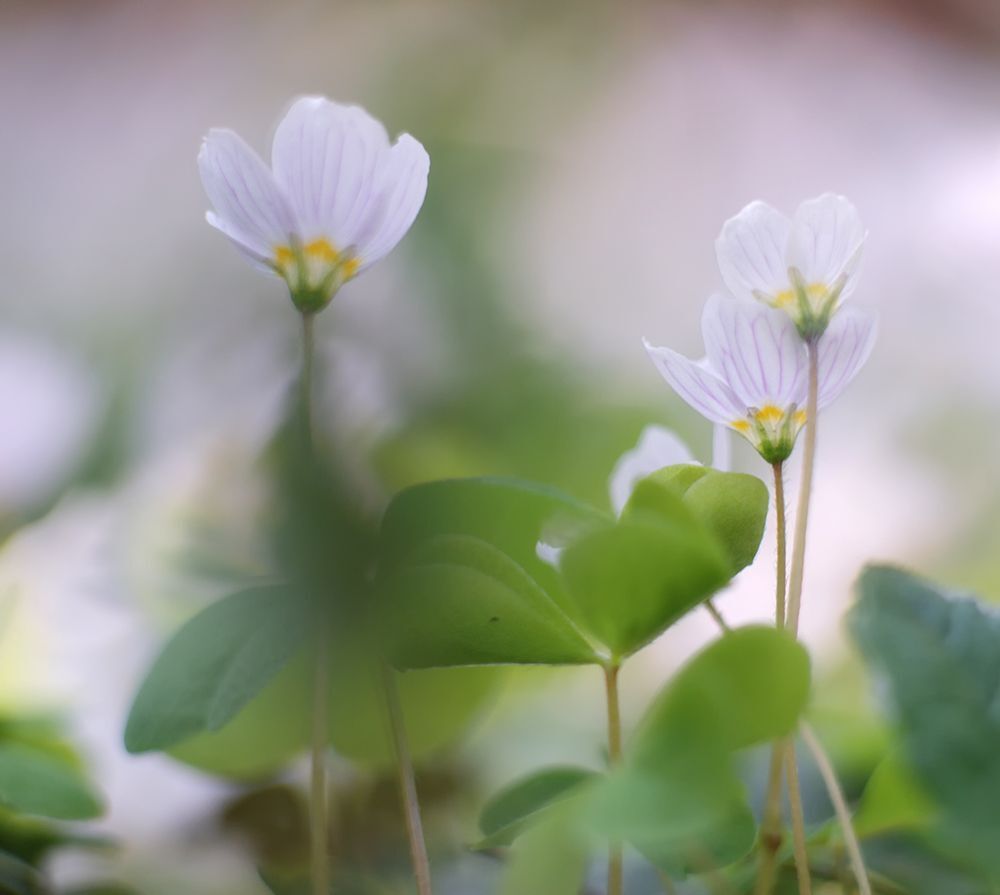 Nikon D700+Meyer Optik Orestor 135/2.5