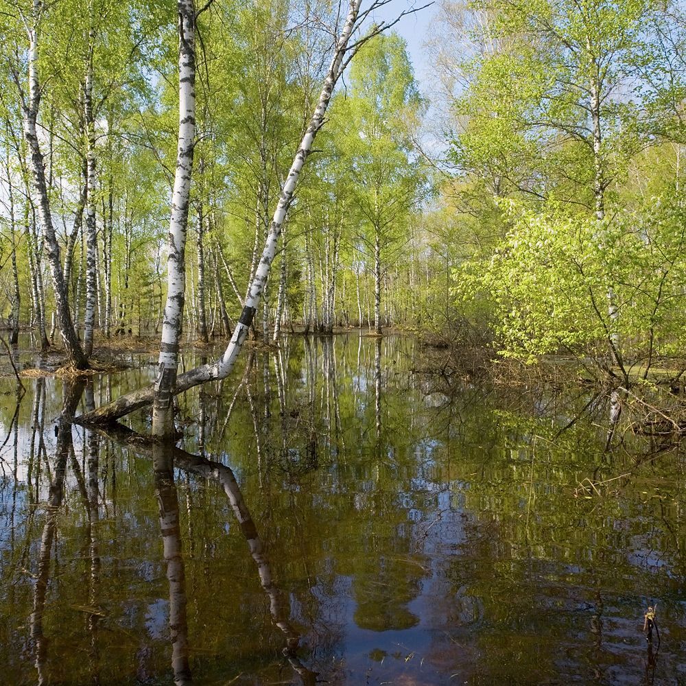 05 &laquo;Танцующие&raquo; березы&hellip;