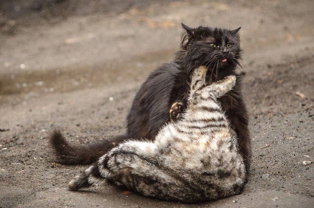 Кошкины игры