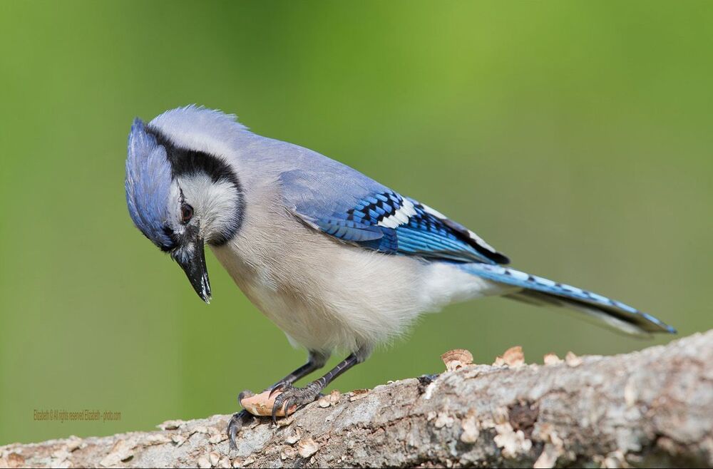 Голубая сойка - Blue Jay