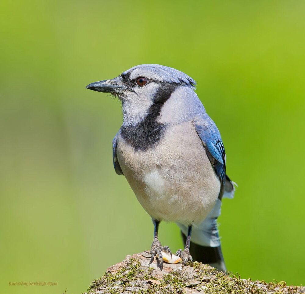 Голубая сойка - Blue Jay