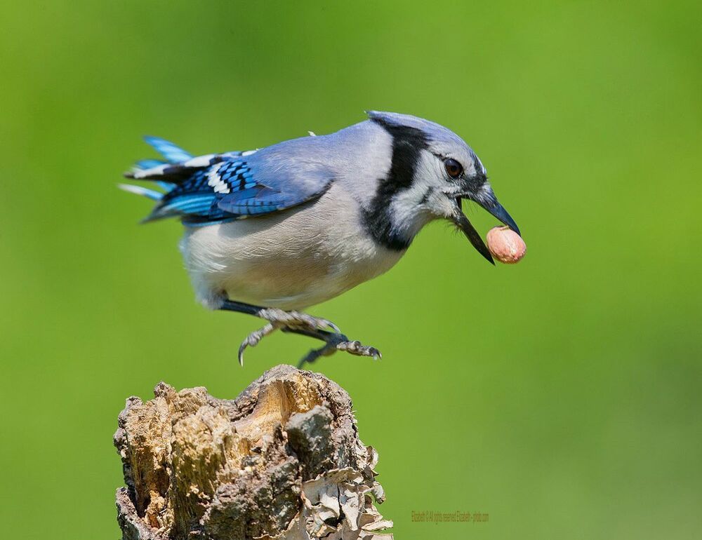 Голубая сойка - Blue Jay