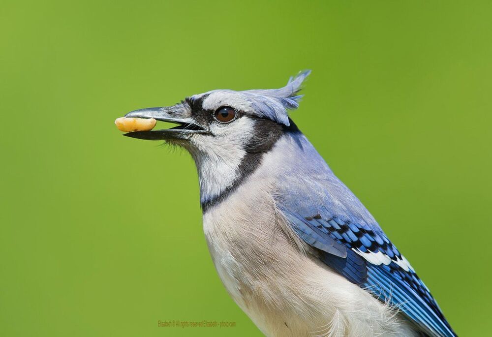 Голубая сойка - Blue Jay