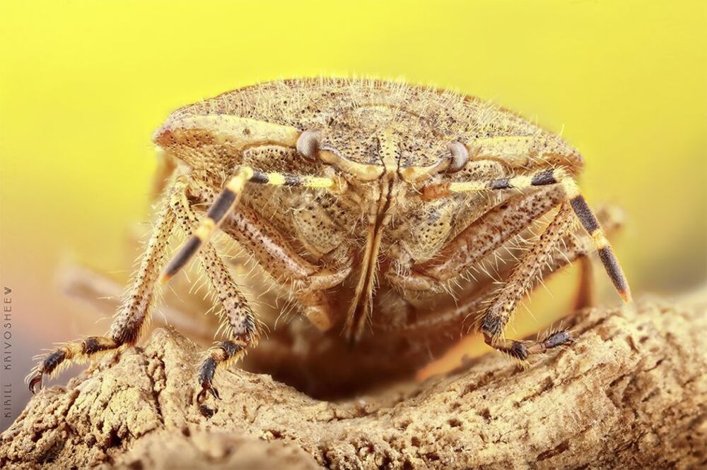 Heteroptera