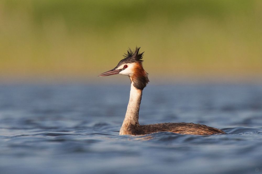 Podiceps cristatus / Great Crested Grebe / Большая поганка