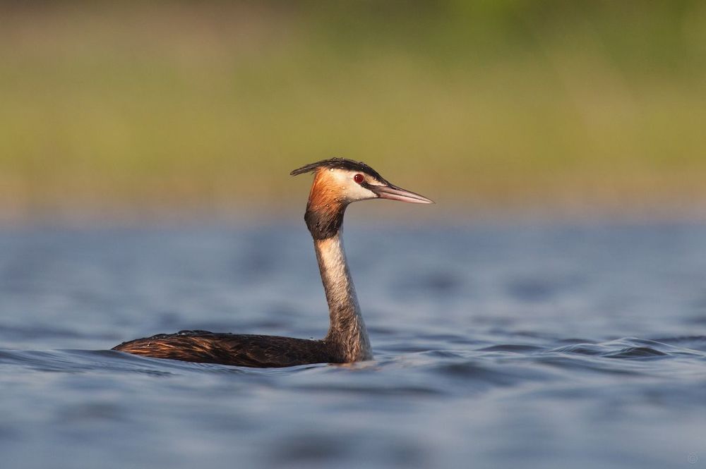 Podiceps cristatus / Great Crested Grebe / Большая поганка