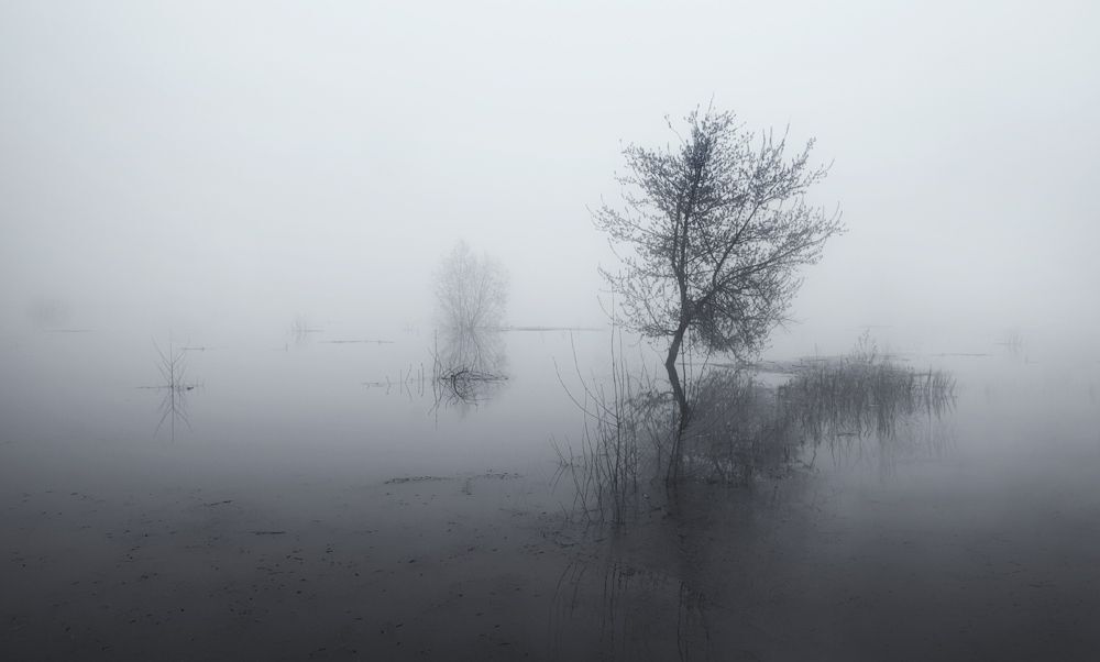зарисовки с деревьями