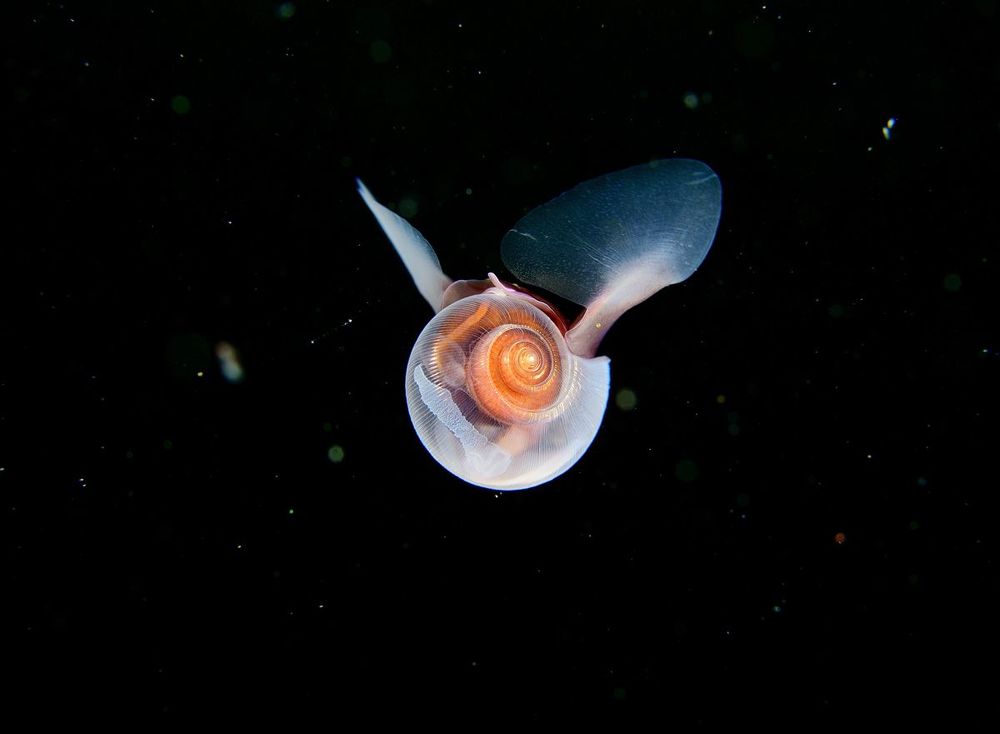 Морской чертик (Limacina helicina)