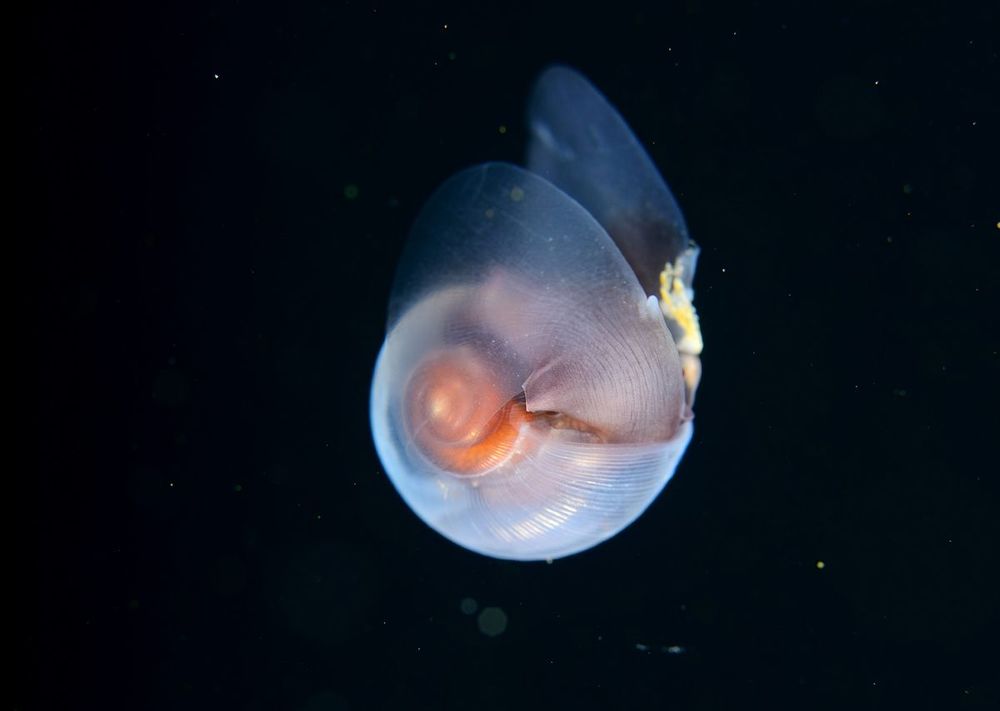Морской чертик (Limacina helicina)