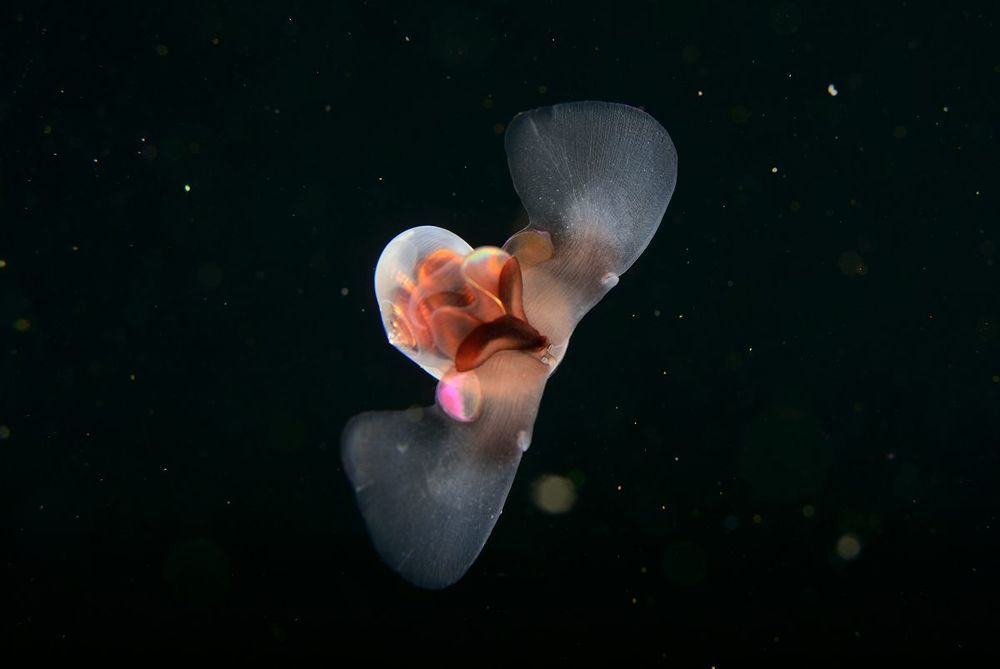 Морской чертик (Limacina helicina)