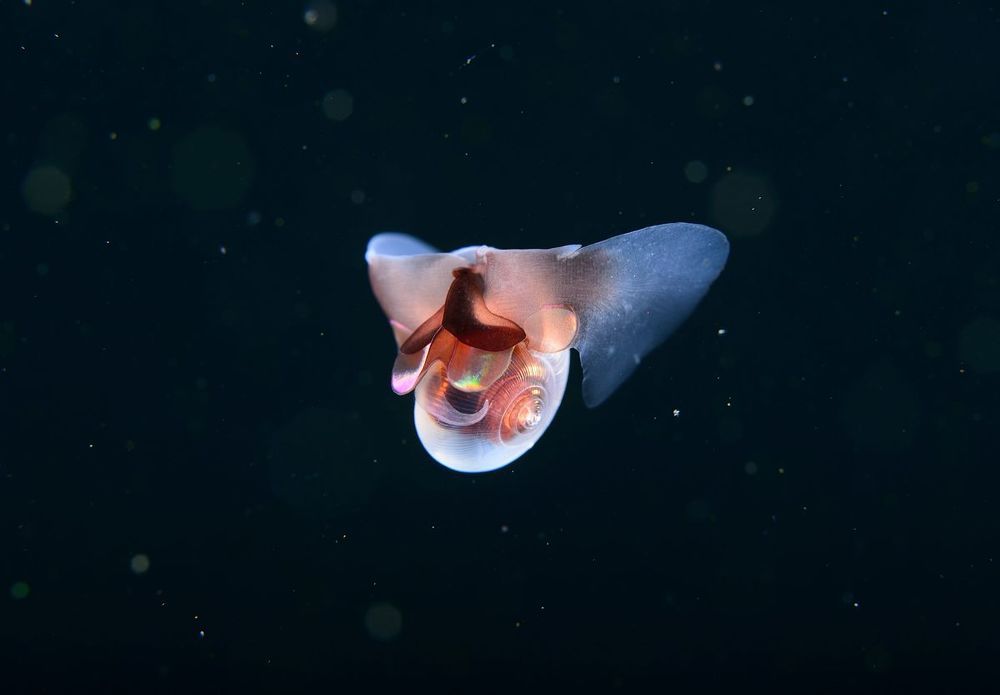 Морской чертик (Limacina helicina)