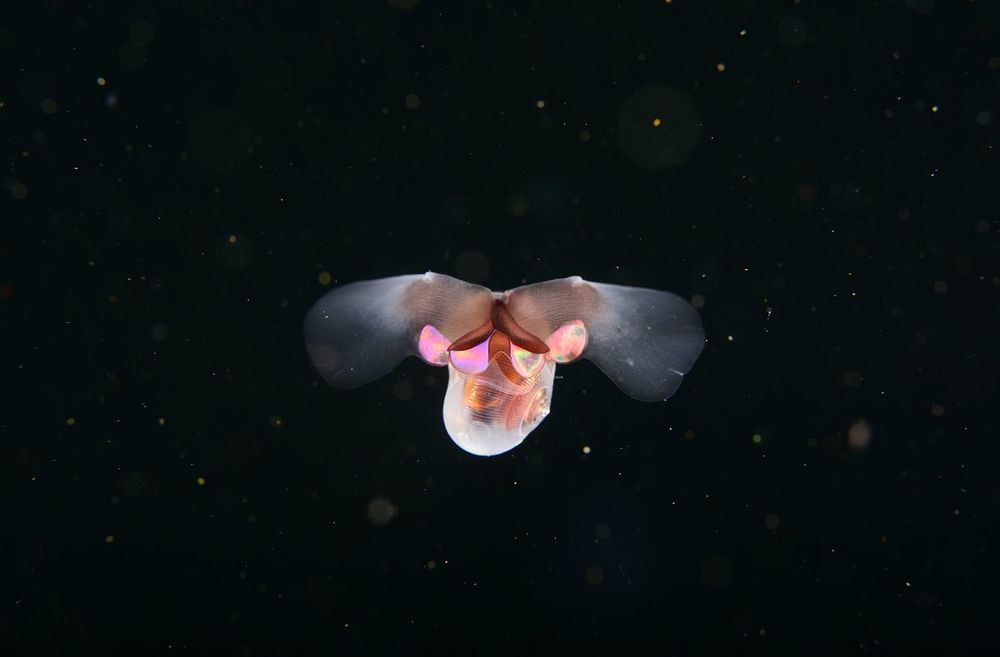 Морской чертик (Limacina helicina)
