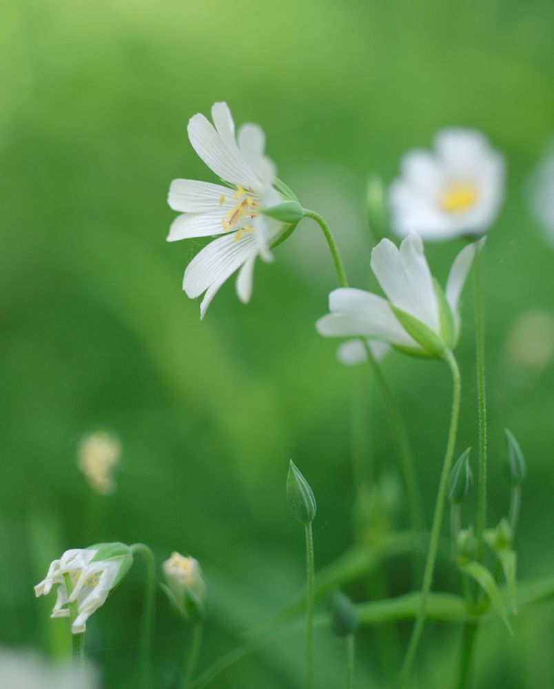 Fuji X-Pro 1, Leica Macro Elmarit R 60/2.8