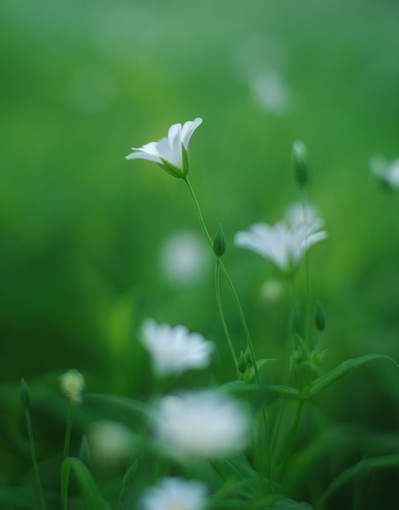 Fuji X-Pro 1, Fujifilm XF 35/1.4