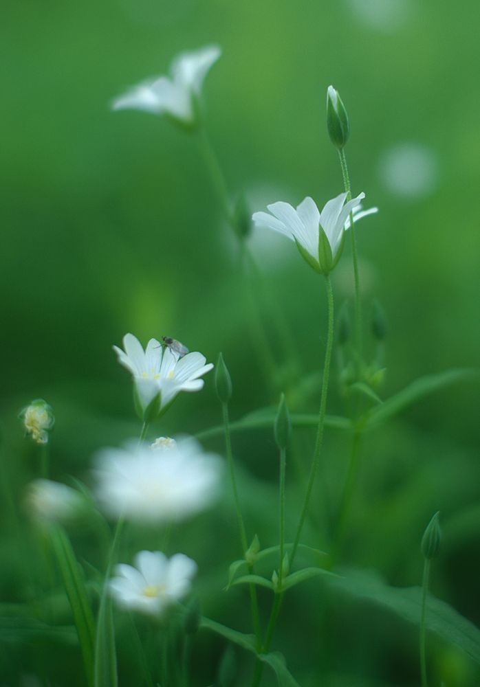 Fuji X-Pro 1, Fujifilm XF 35/1.4