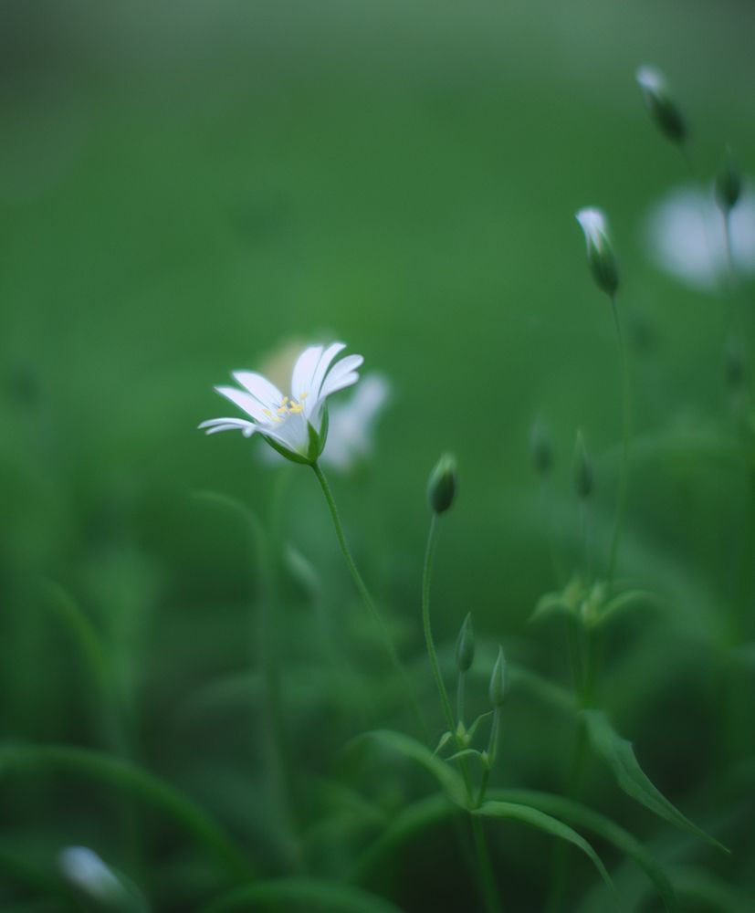 Fuji X-Pro 1, Fujifilm XF 35/1.4