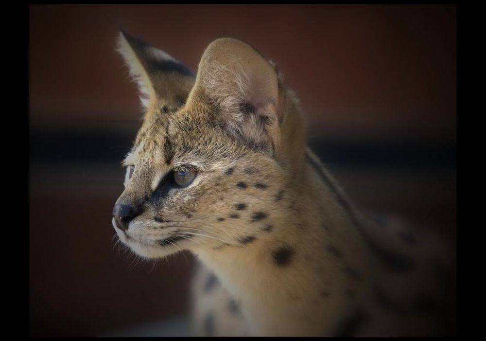 Большие кошки