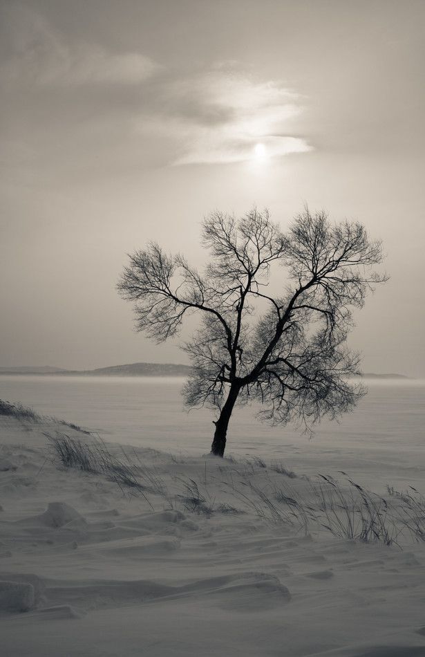 Монохром разный ( monochromus diversus )  :)))