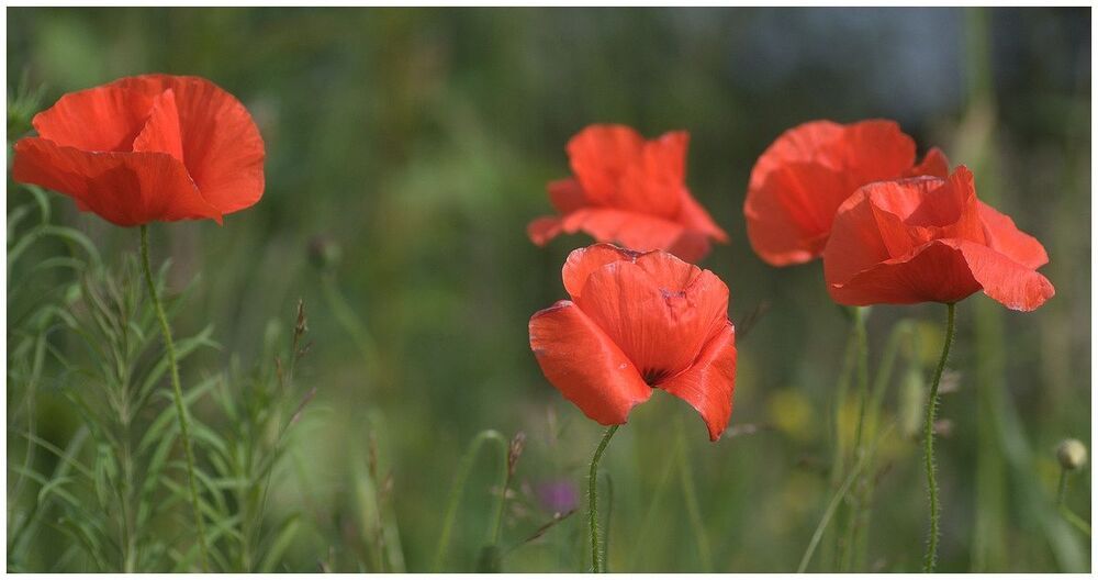 Spring.