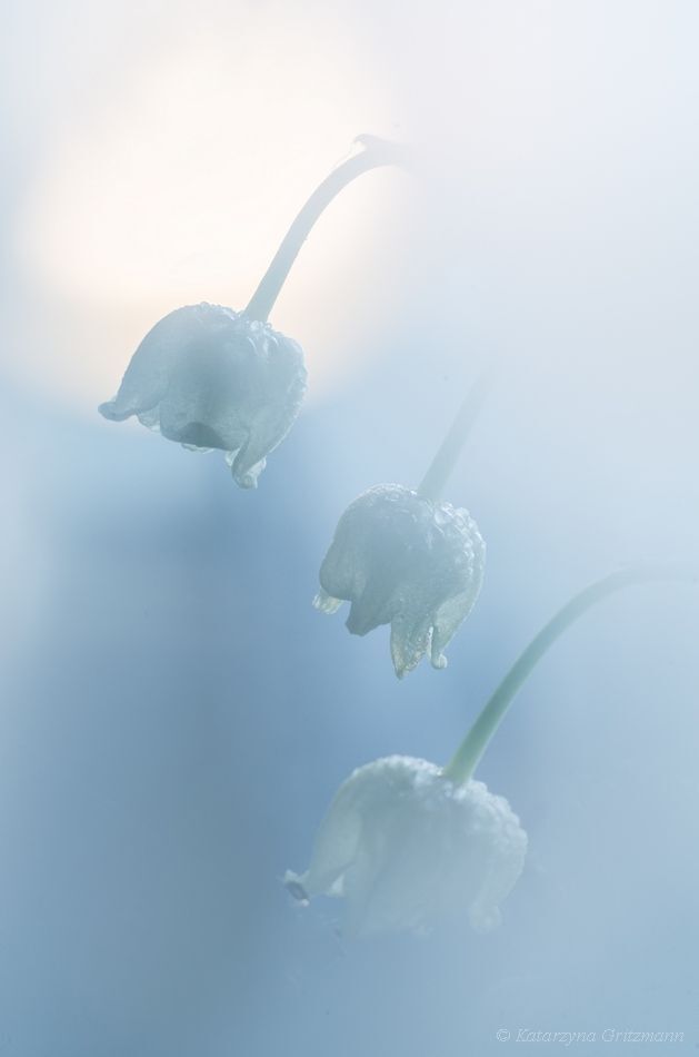 Lily of the Valley