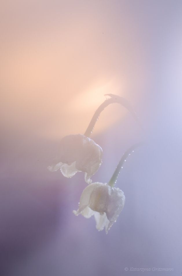 Lily of the Valley