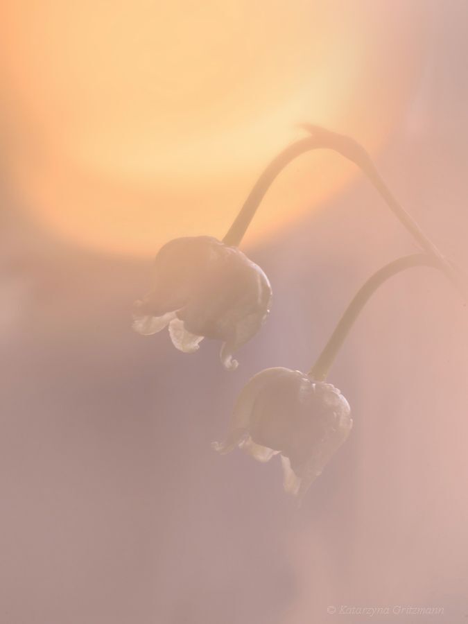Lily of the Valley