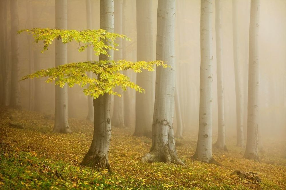 Fairytale forest