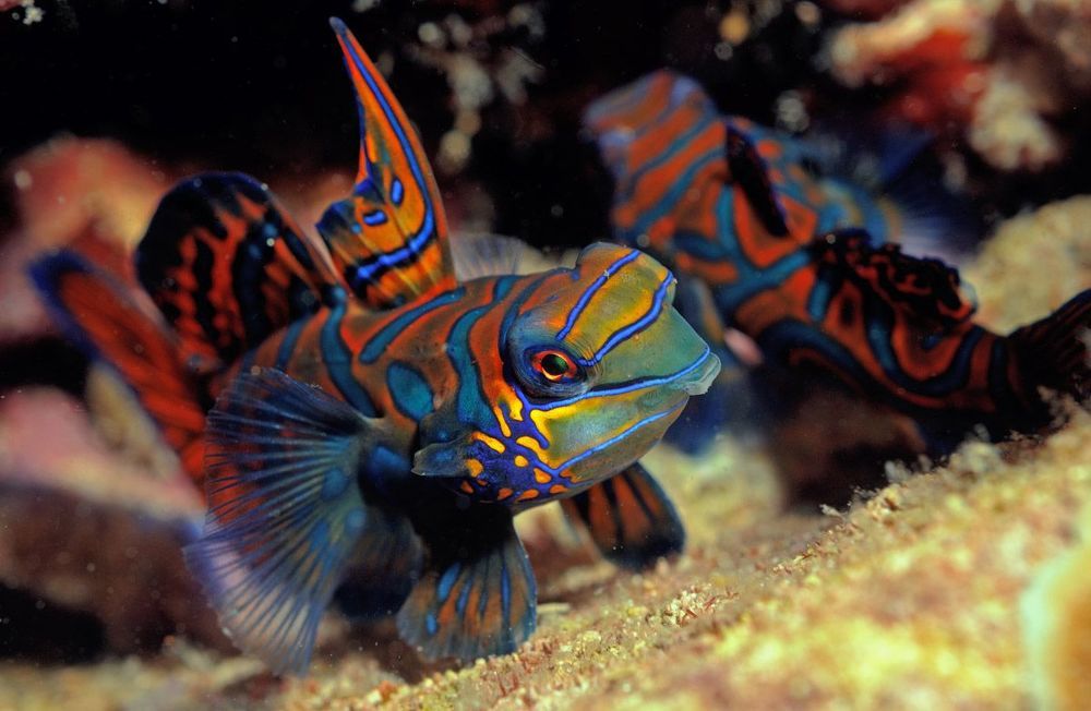 Philippines. Mandarin fishes wed.