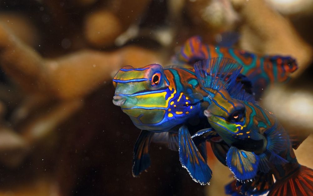 Philippines. Mandarin fishes wed.
