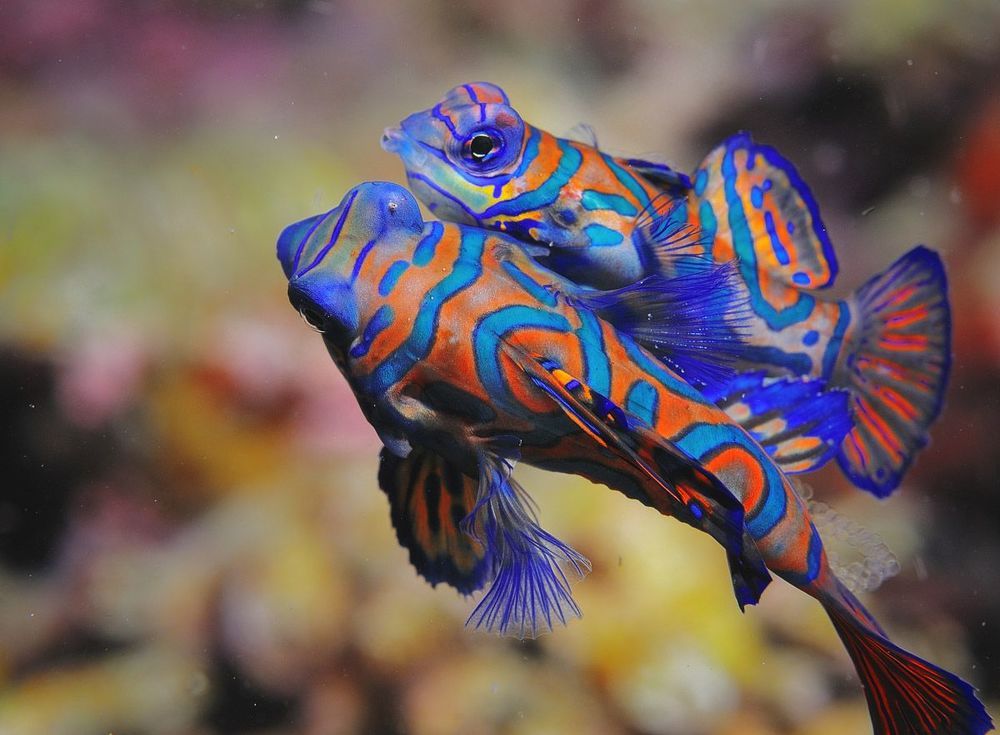 Philippines. Mandarin fishes wed.