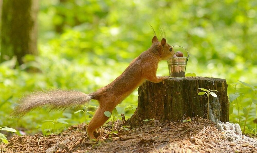 Белка и ведро
