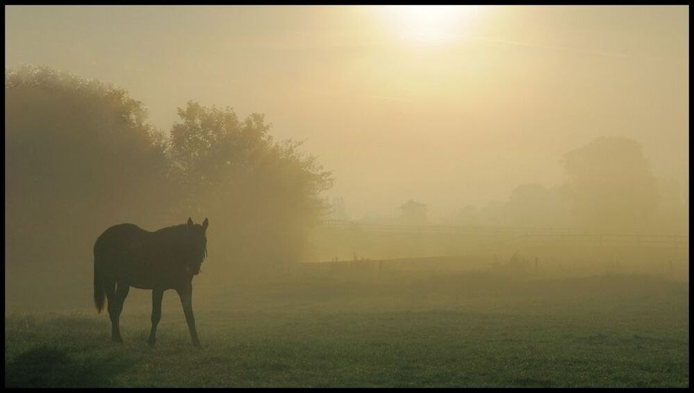 Horses in the foggy morning.