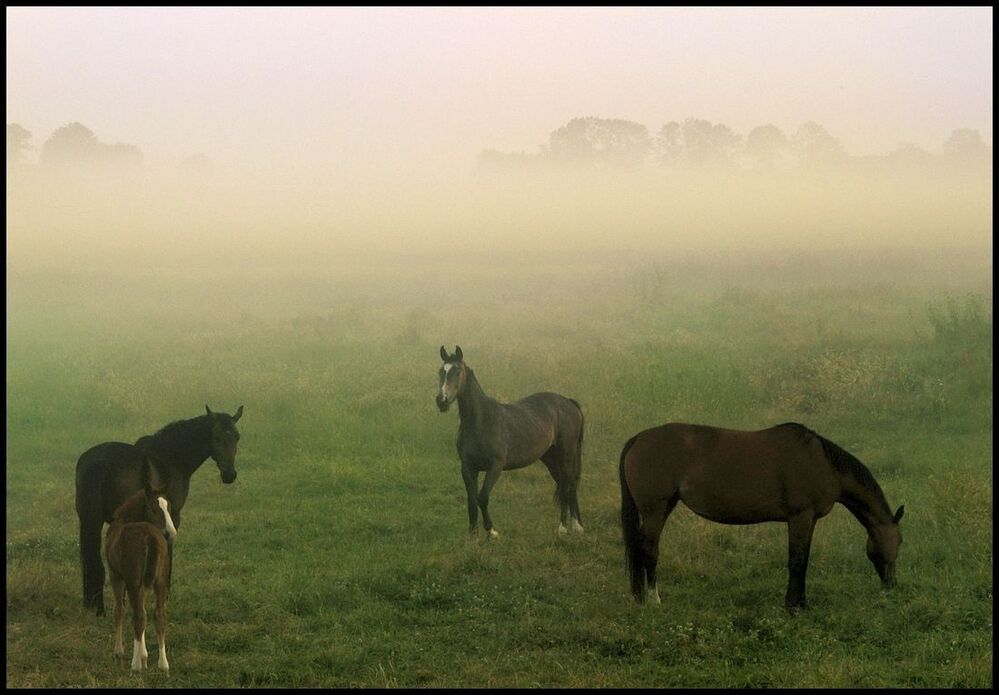 Horses in the foggy morning.