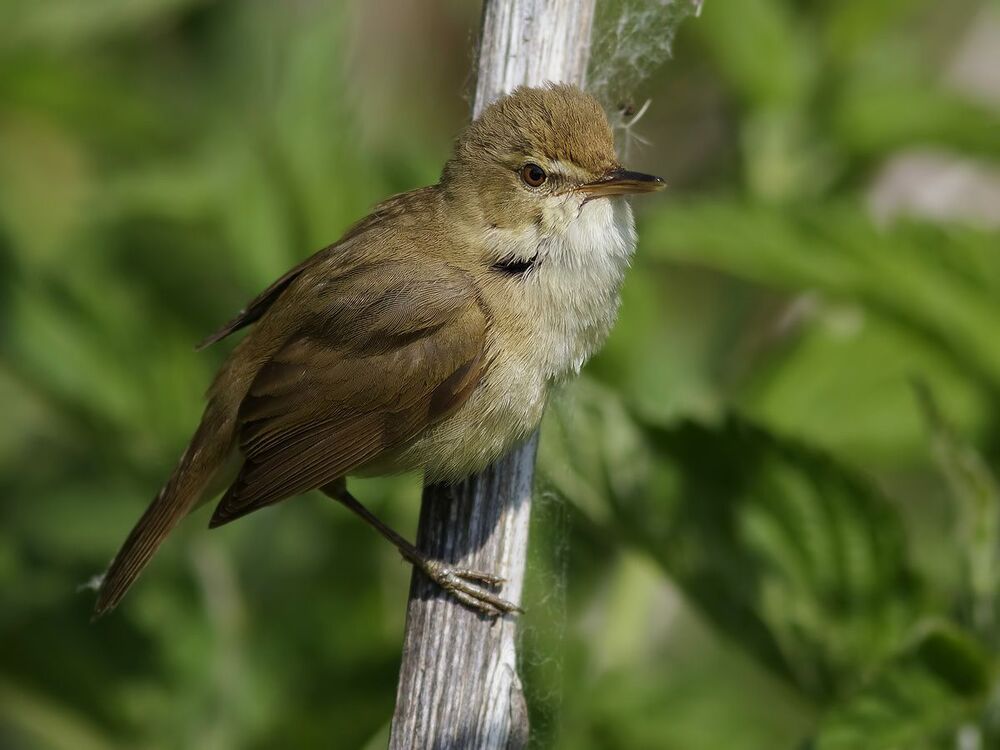 Садовая камышевка (Acrocephalus dumetorum).