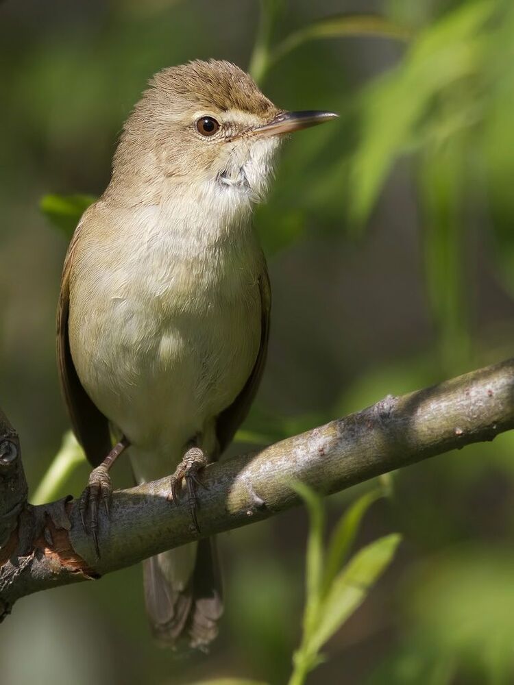 Садовая камышевка (Acrocephalus dumetorum).