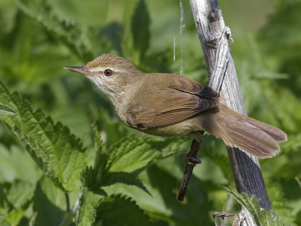 Садовая камышевка (Acrocephalus dumetorum).