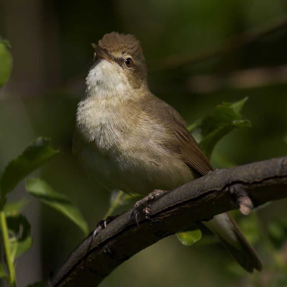 Садовая камышевка (Acrocephalus dumetorum).