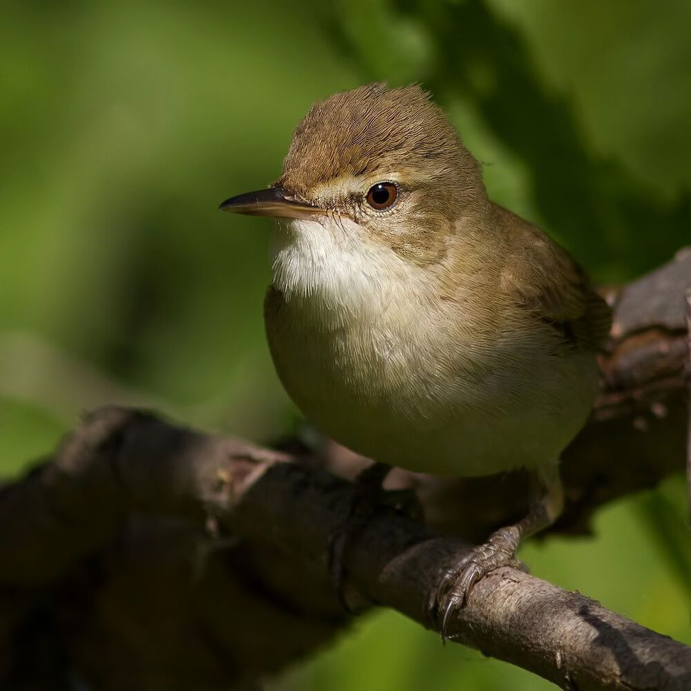Садовая камышевка (Acrocephalus dumetorum).